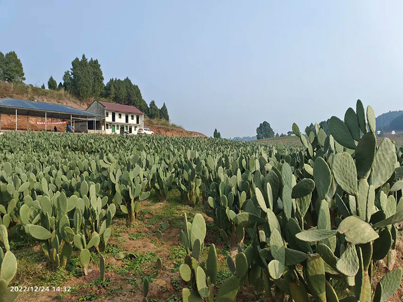 四川遂宁食用仙人掌种植基地